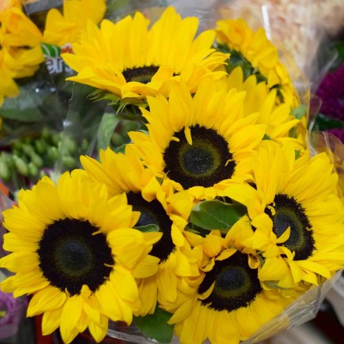 Heliantus/ ks - Umelé kvety