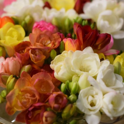 Frezia pl / ks - (25ks v bal.) - Umelé kvety