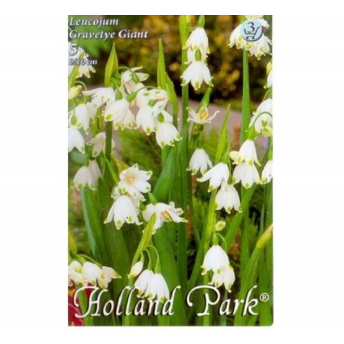 Leucojum gravetye giant