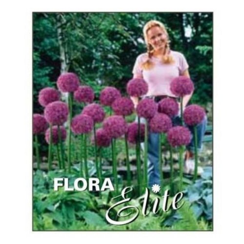 Allium globemaster