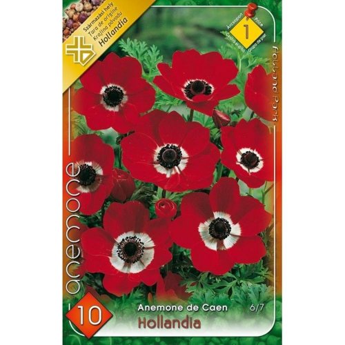 Anemone de caen - hollandia - Vianočné dekorácie a ozdoby