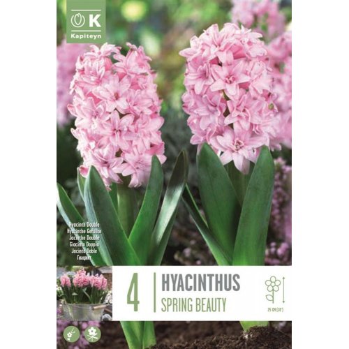 Hyacint spring beauty 4ks
