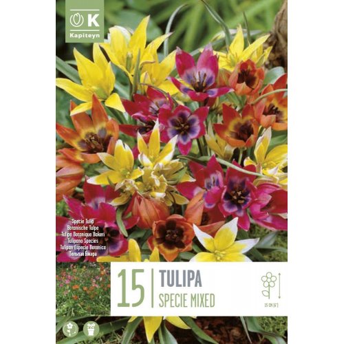 Tulipán bot.specie mix colour 15ks