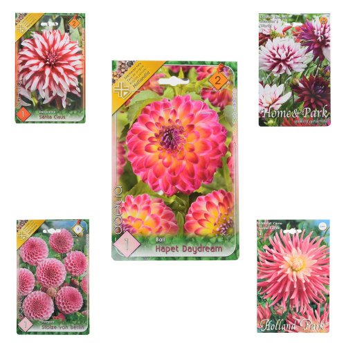 Dahlia mix - Umelé kvety