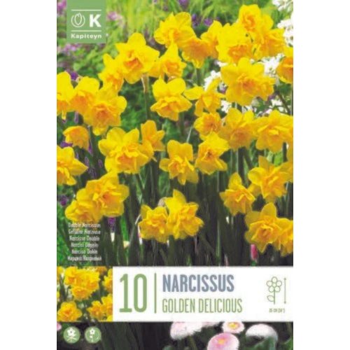 Narcis golden delicious 10ks
