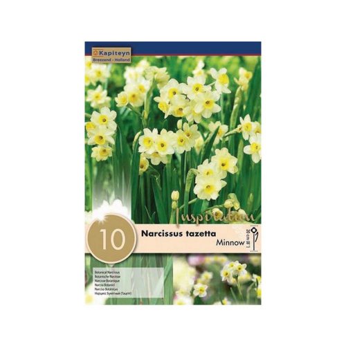 Narcis minnow 10ks