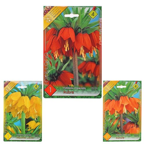 Fritillaria imp. mix - Vianočné dekorácie