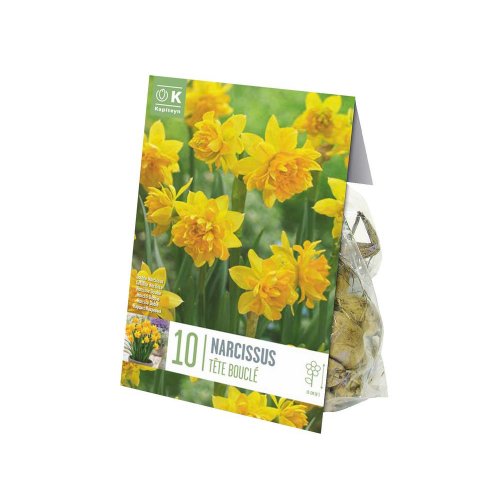 Narcis bot.double tete 10ks