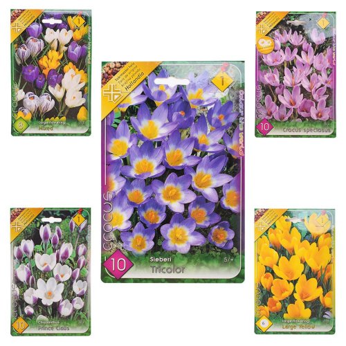 Crocus mix farba - Umelé kvety