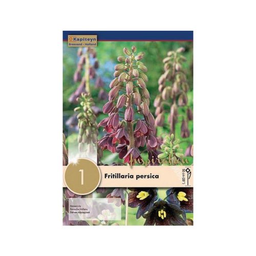 Fritillaria persica 1ks