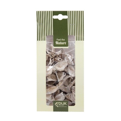 Cotton pod nature 10x5x22cm