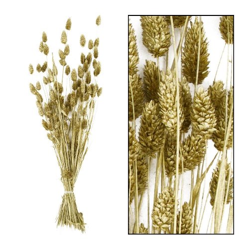 Phalaris zväzok 76cm