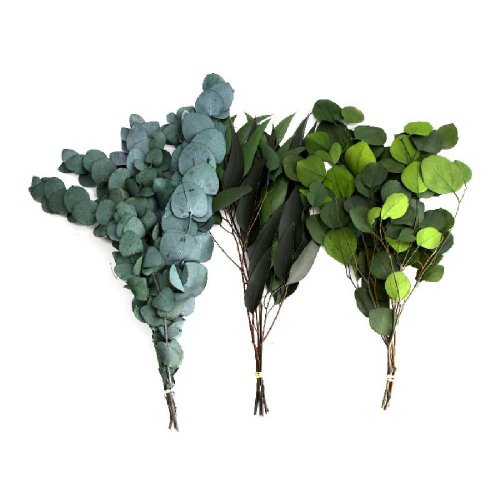 Eucalyptus box 55gr.