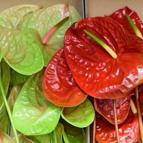 Anthurium/ ks