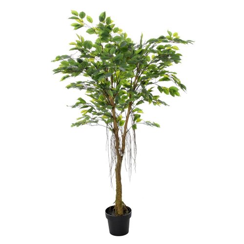 Fikus v plast.kvetináči zel. 150cm