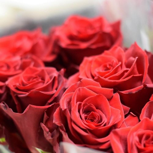 Ruža columbia/equador červená 70cm/ ks