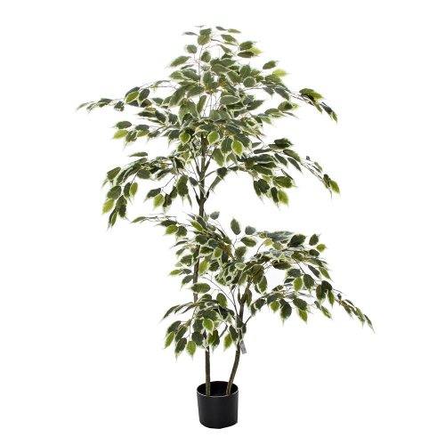 Fikus v plast.kvetináči zel/bie. 150cm