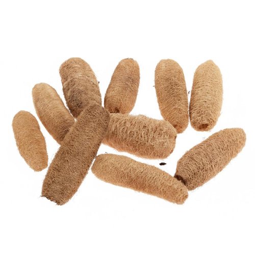 Luffa stredná 10-15cm s/10