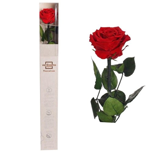 Ruža preparovaná so stonkou 50-55cm, red/ks
