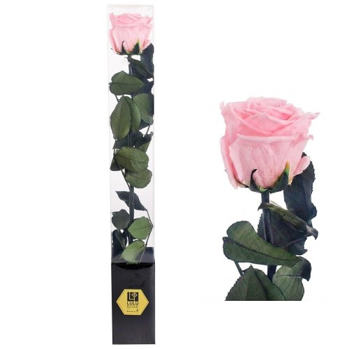 Ruža preparovaná so stonkou baby pink, 50cm/ks