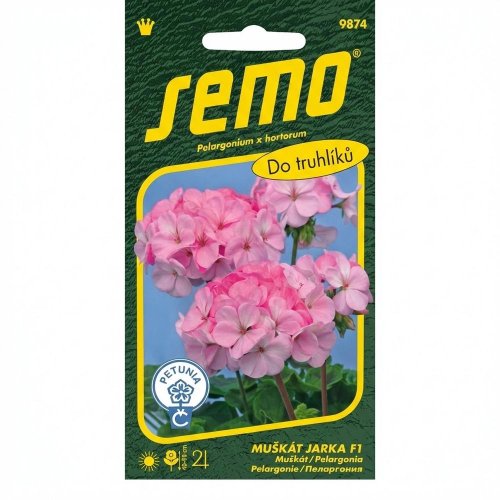 Muškát krúžk.jarka f1 11s