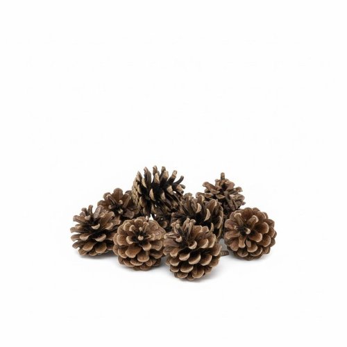 3503 šiška sosny 5-7cm 12ks