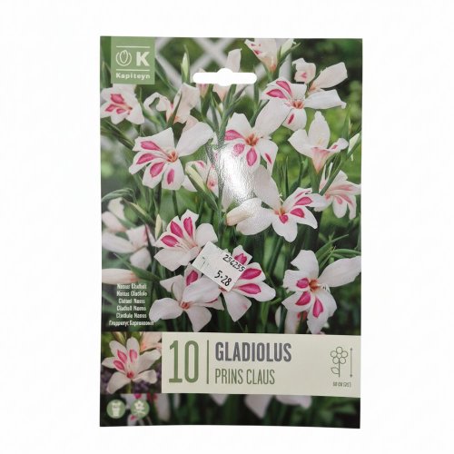 Gladiol prins claus 10ks