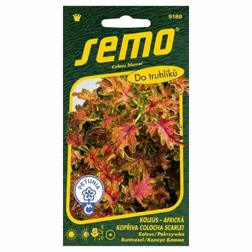 Koleus colocha scarlet 40s