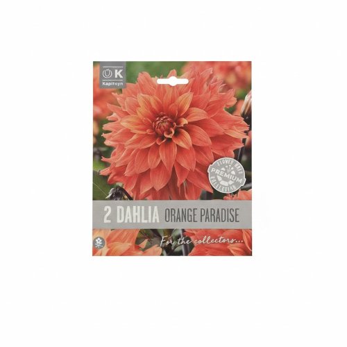 Dahlia premium orange paradise 2ks