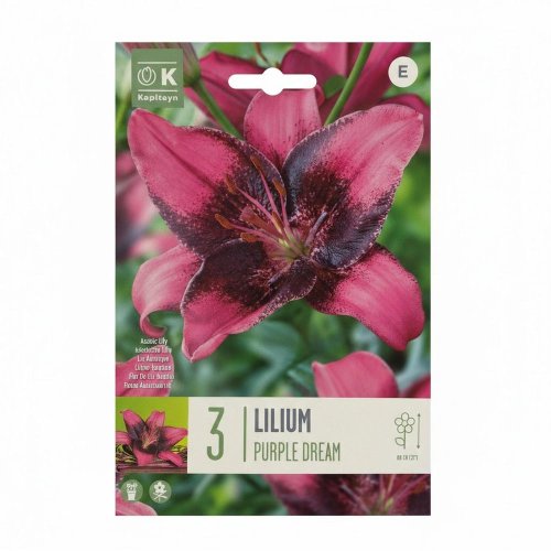 Ľalia purple dream 3ks