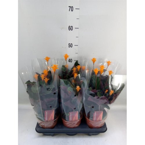 Calathea crocata 14/40cm