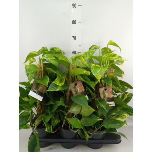 Scindapsus mosstok 15/50cm