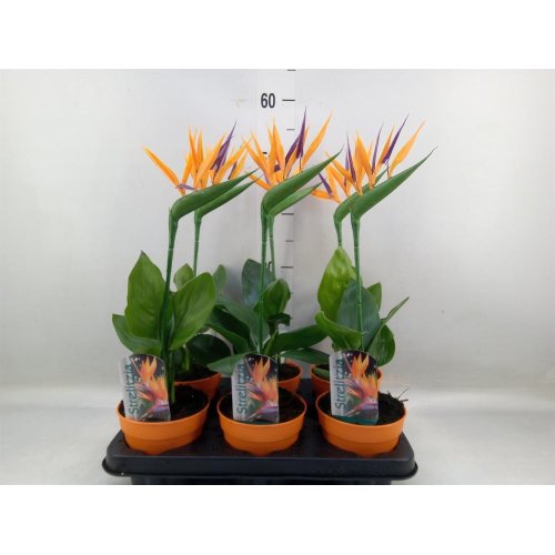 Strelitzia nicolai +um.kvet 13/35cm