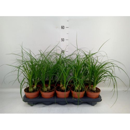 Nolina recurvata 12/35cm 3pp - Umelé kvety