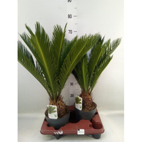 Cycas revoluta 12/45cm