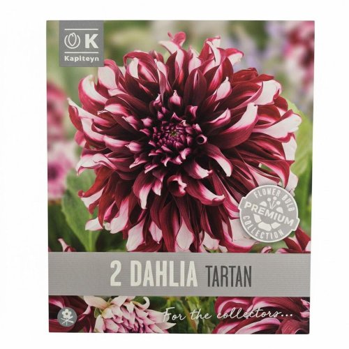 Dahlia premium tartan 2ks