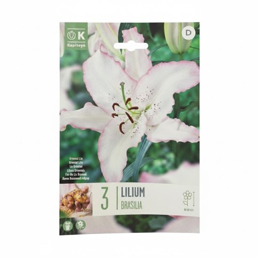 Ľalia brasilia 3ks
