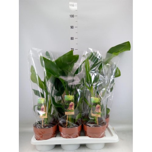 Strelitzia nicolai 17/55cm