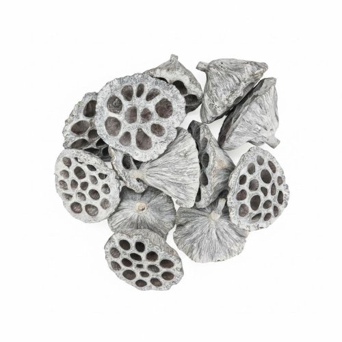 3378 lotos 6-8cm bielený 12ks