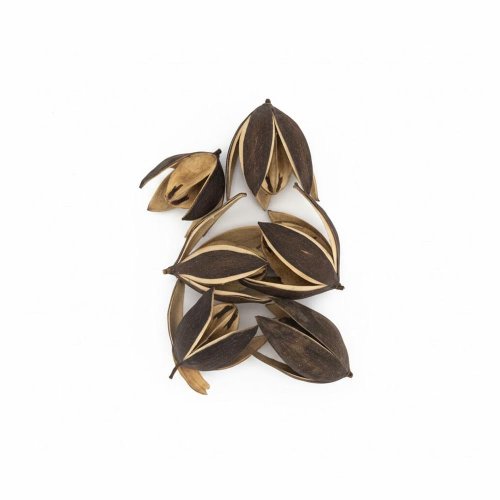 3404 liliy 8-9cm natur 6ks