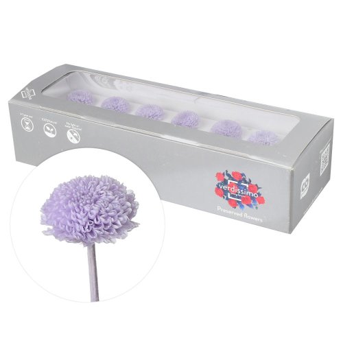 Chryzantéma preparovaná soft lilac 2,5cm/ks