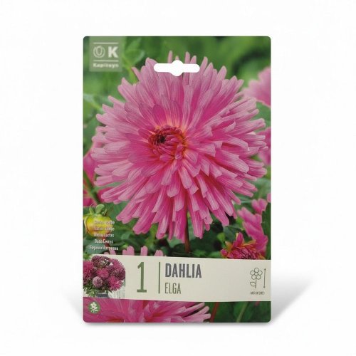 Dahlia elga 1ks