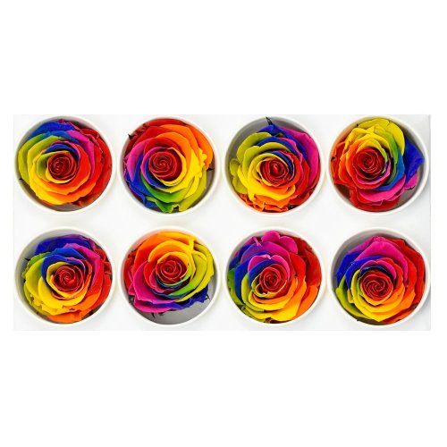 Ruža preparovaná 5cm rainbow /ks