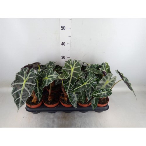 Alocasia polly 12/35cm