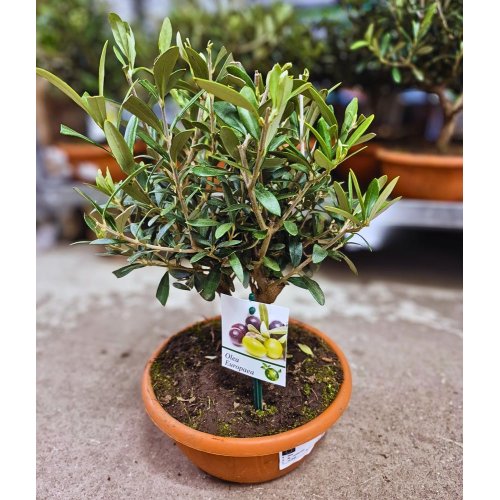 Olea europea 21/40cm
