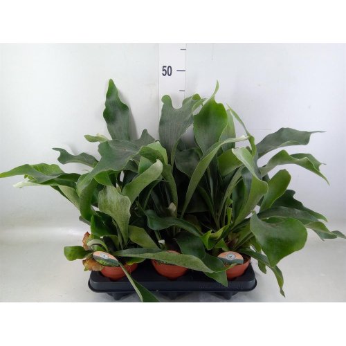 Platycerium bifurc.12/30cm