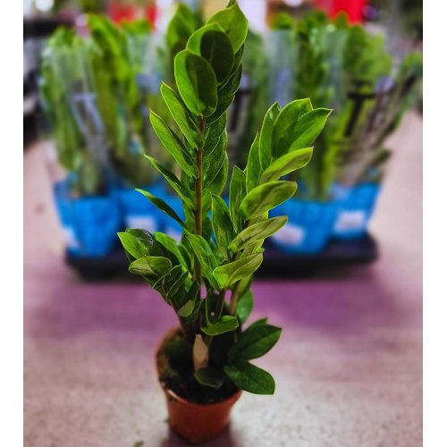 Zamioculcas zamifolia 10,5/35cm
