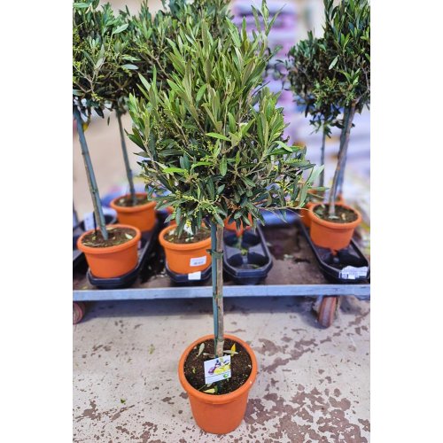 Olea europea 19/85cm - Umelé kvety