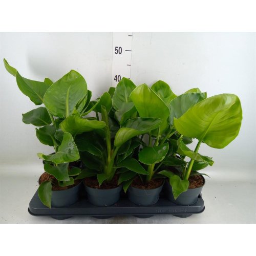 Strelitzia nicolai 14/40cm