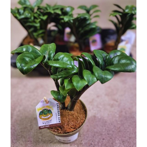 Zamioculcas zenzi 9/25cm